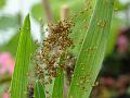 2015-0408-1700_Spiders_17C